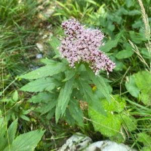 Click to view this image in a large viewer