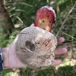 Click to view this image in a large viewer