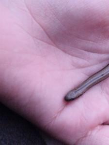 Click to view this image in a large viewer