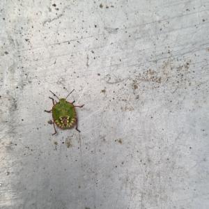 Click to view this image in a large viewer