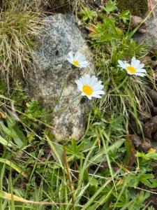 Click to view this image in a large viewer