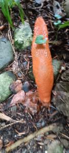 Click to view this image in a large viewer