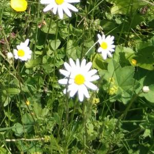 Click to view this image in a large viewer