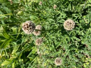 Click to view this image in a large viewer