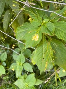 Click to view this image in a large viewer