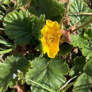 Click to view this image in a large viewer