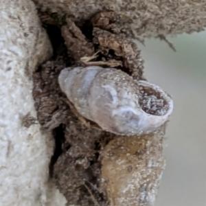 Click to view this image in a large viewer