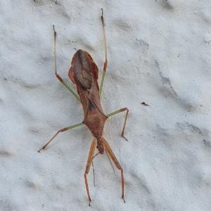 Click to view this image in a large viewer