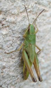 Click to view this image in a large viewer