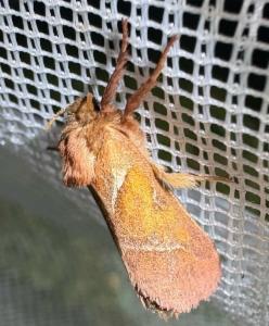 Click to view this image in a large viewer