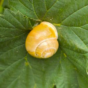 Click to view this image in a large viewer