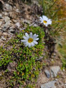 Click to view this image in a large viewer