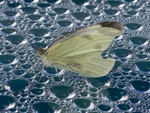 Click to view this image in a large viewer