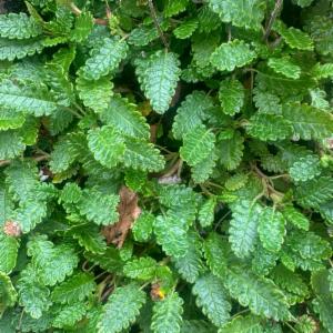 Click to view this image in a large viewer