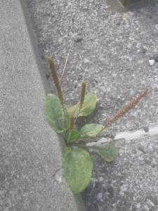 Click to view this image in a large viewer