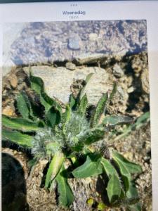 Click to view this image in a large viewer