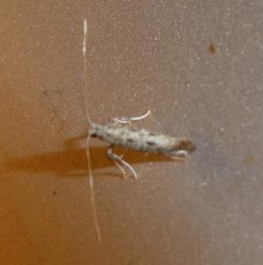 Click to view this image in a large viewer