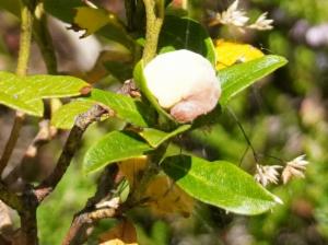 Click to view this image in a large viewer