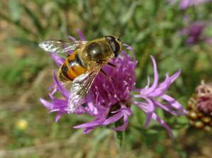 Click to view this image in a large viewer