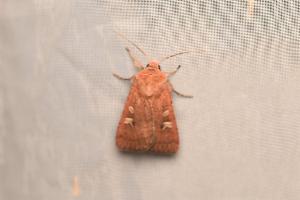 Click to view this image in a large viewer