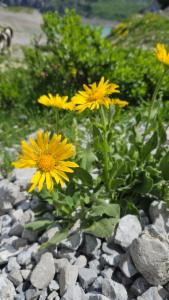 Click to view this image in a large viewer