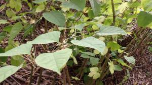 Click to view this image in a large viewer