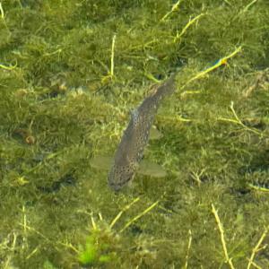 Click to view this image in a large viewer