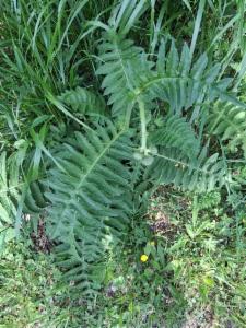 Click to view this image in a large viewer