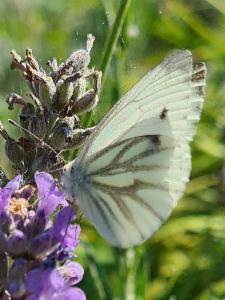 Click to view this image in a large viewer