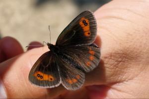 Click to view this image in a large viewer