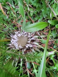 Click to view this image in a large viewer