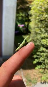 Click to view this image in a large viewer