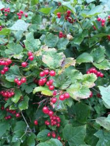 Click to view this image in a large viewer