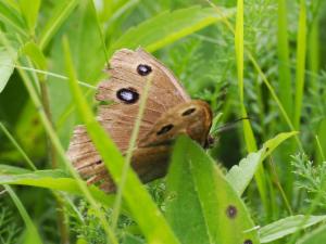 Click to view this image in a large viewer