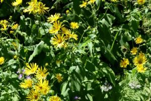 Click to view this image in a large viewer