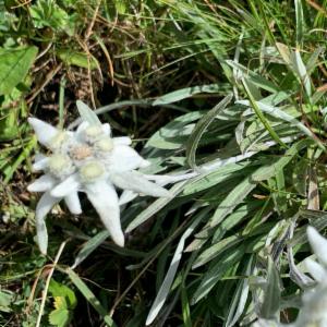 Click to view this image in a large viewer