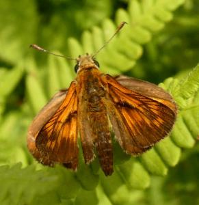 Click to view this image in a large viewer