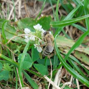 Click to view this image in a large viewer