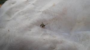 Click to view this image in a large viewer