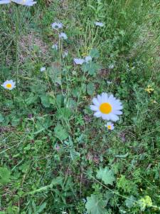 Click to view this image in a large viewer