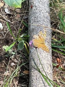 Click to view this image in a large viewer