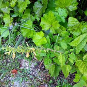 Click to view this image in a large viewer