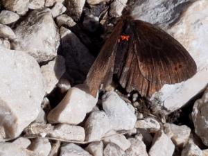 Click to view this image in a large viewer