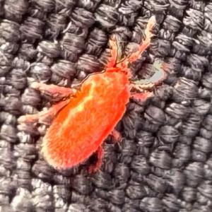 Click to view this image in a large viewer