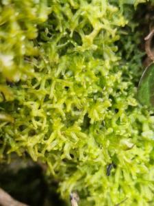 Click to view this image in a large viewer