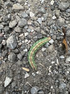 Click to view this image in a large viewer