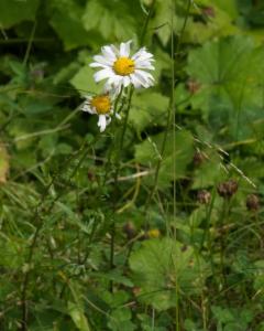 Click to view this image in a large viewer