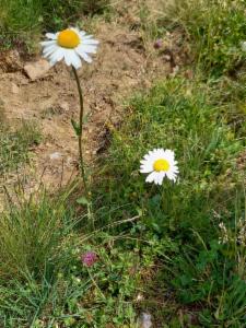 Click to view this image in a large viewer