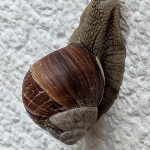 Click to view this image in a large viewer