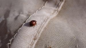 Click to view this image in a large viewer